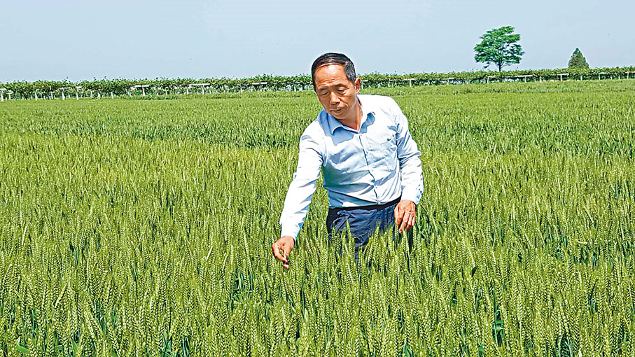 ◆ 西北農林科技大學教授吉萬全帶領團隊培育出一系列優質小麥新品。香港文匯報陝西傳真