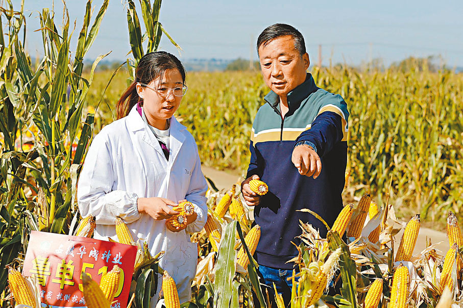 ◆山東省農科院玉米研究所副所長薛艷芳博士（左）與穗豐合作社理事長楊瑞山在田間交流玉米管理技術。香港文匯報山東傳真