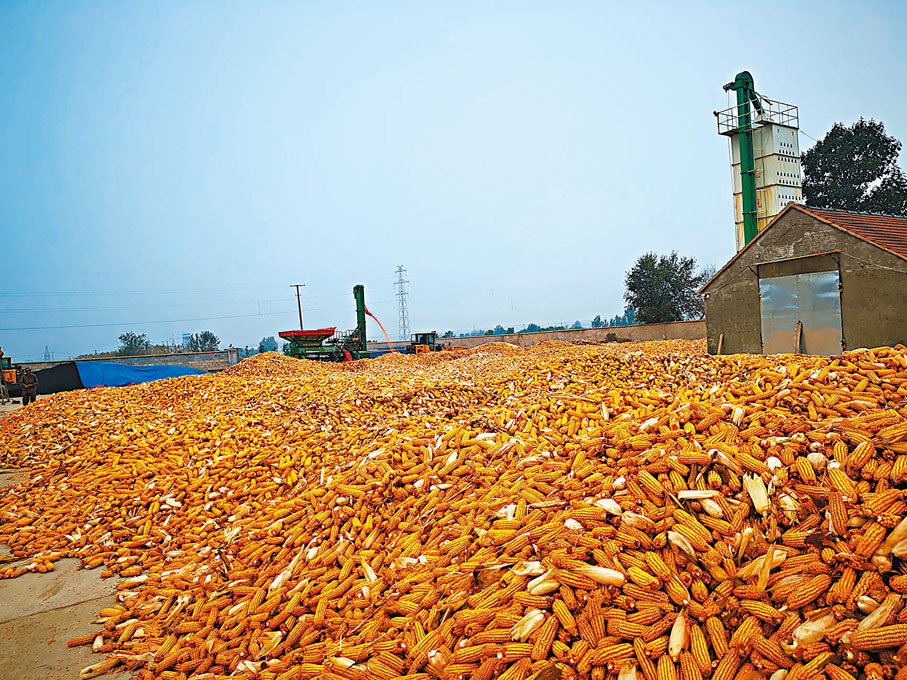 ◆穗豐合作社玉米收穫後堆放一起，準備脫粒烘乾。香港文匯報山東傳真