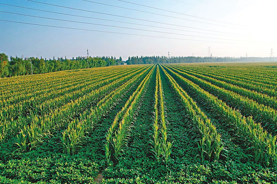 ◆山東德州禹城市房寺鎮鄉邦種植專業合作社的玉米大豆帶狀複合種植田。 香港文匯報山東傳真