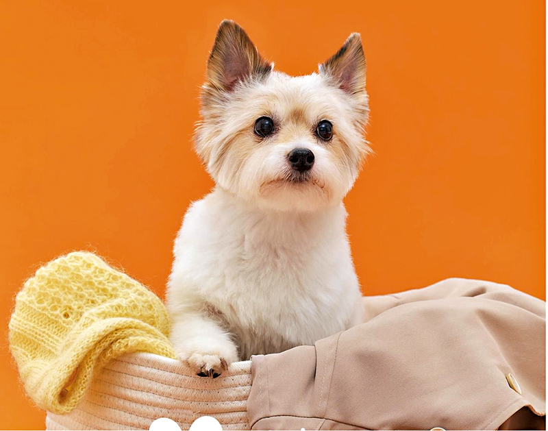 ◆劇中小狗非常可愛。