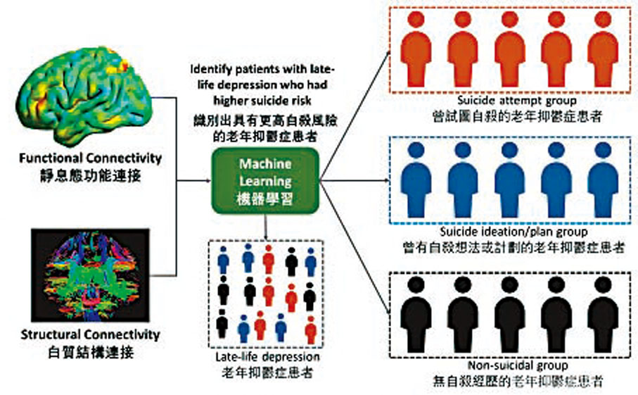 ◆香港大學腦與認知科學國家重點實驗室研究揭示，老年抑鬱症患者的腦連接模式能夠預測自殺風險，較僅利用問卷分數作評估更為有效。