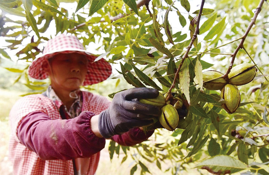 ◆ 巢湖市薄殼山核桃進入採摘季。