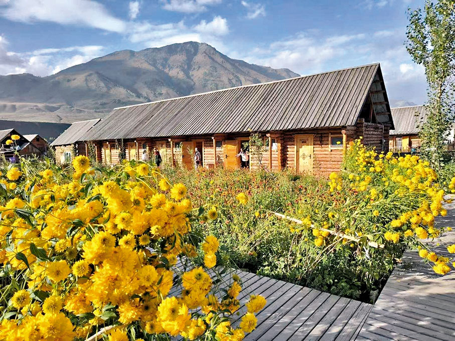 ◆禾木小屋前兩邊種植不同的花。