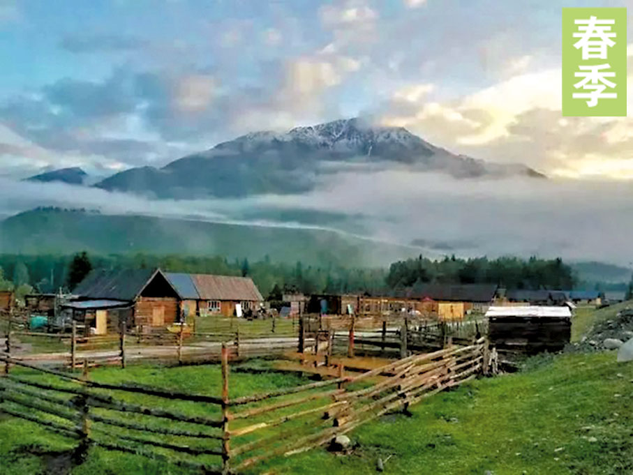 ◆春季的禾木，雪山上被皚皚白雪覆蓋，山下成群的牛羊低頭覓食着新出的嫩芽，彷彿一場季節更替放映在眼前。