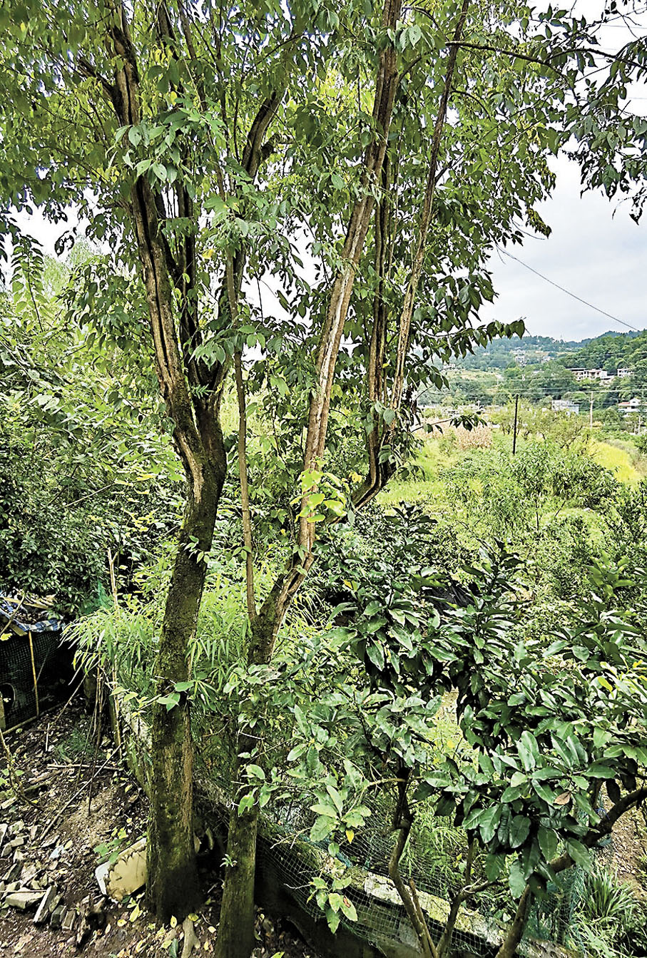 ◆傷痕纍纍的孖生杜仲樹。作者供圖