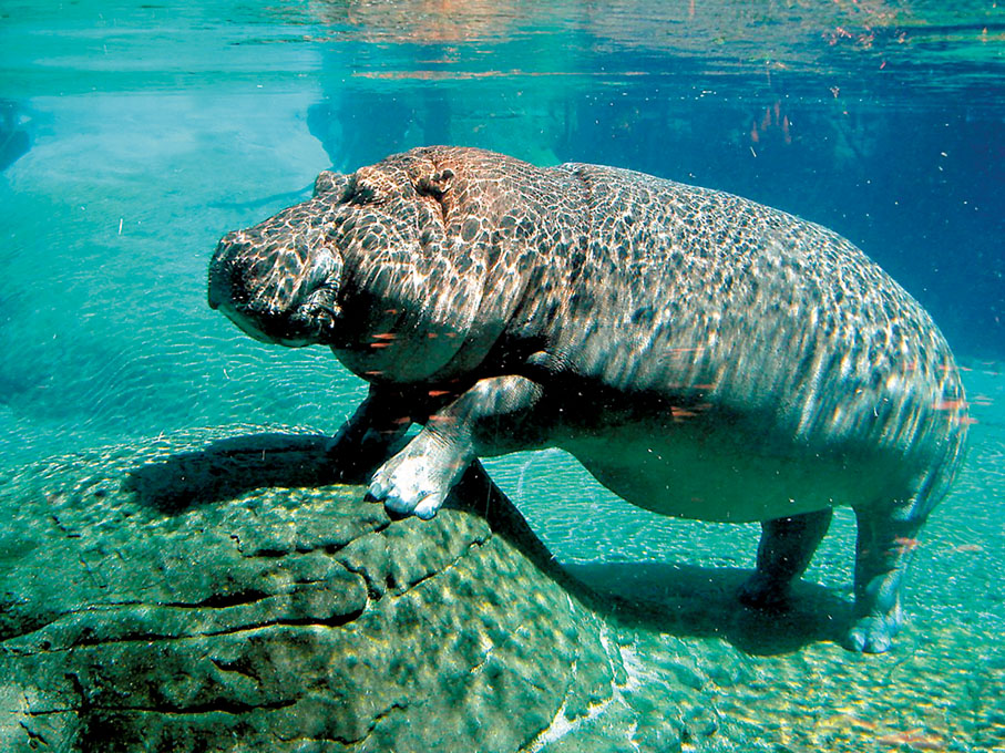 ◆ 河馬經常需要整個身體浸沒在水中，並穩固地在河床上行走。網上圖片