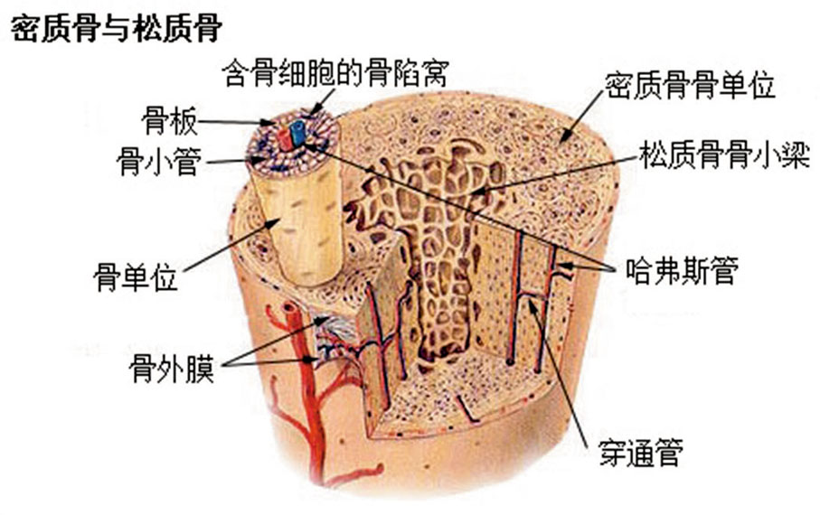 ◆ 哺乳類動物骨頭的外面是密度較高的「硬骨頭」，包圍中間質地像海綿的骨頭內部。 網上圖片