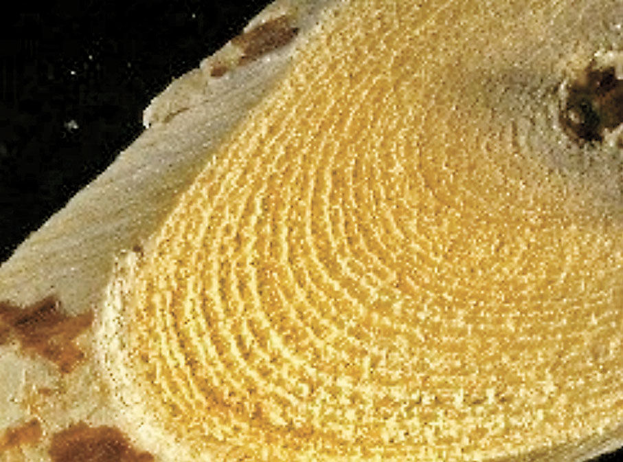 ◆五指毛桃的根木部橫切面有細密同心環。