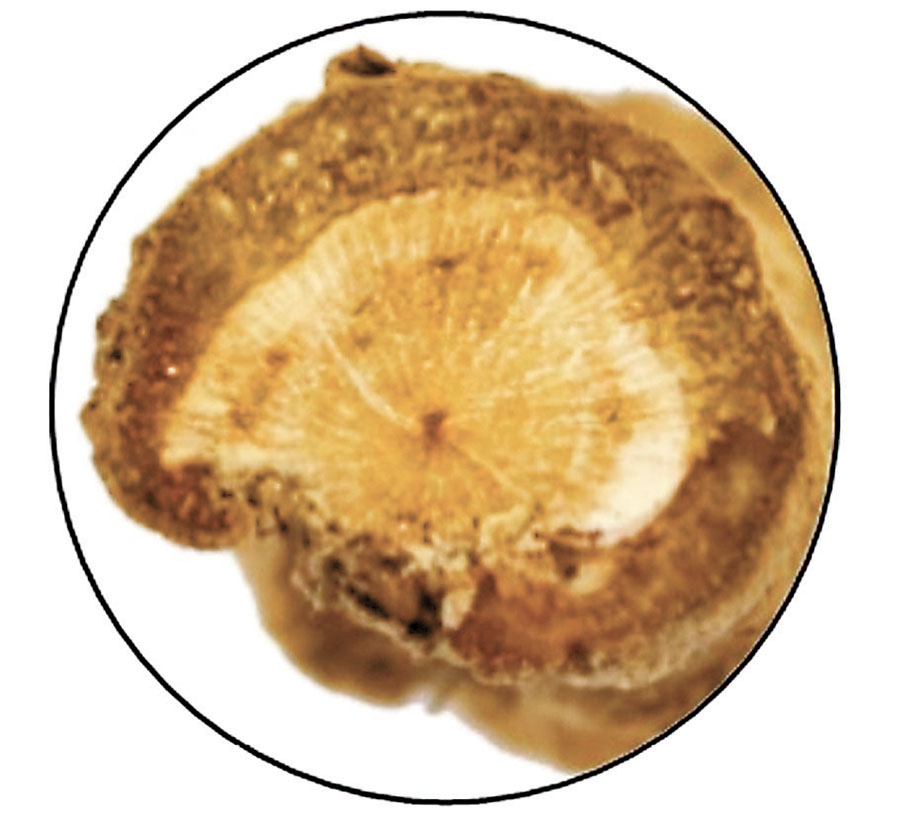 ◆鈎吻的根木部橫切面呈放射狀紋理。