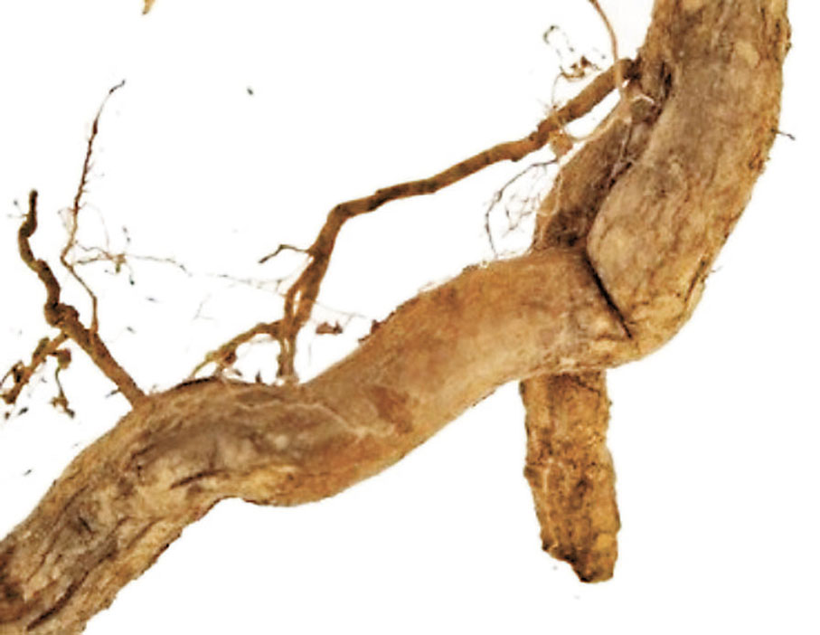 ◆鈎吻的根表面呈灰棕色或棕色。