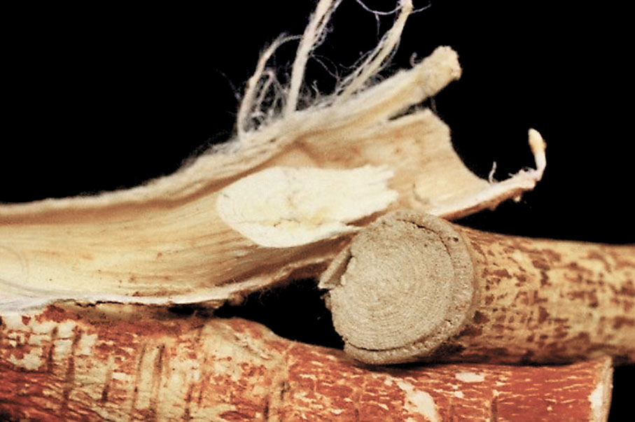 ◆五指毛桃的根表面呈紅棕色或棕色。