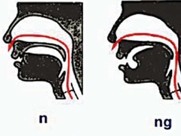 ◆ 前、後鼻音發音舌位示意圖。網上圖片