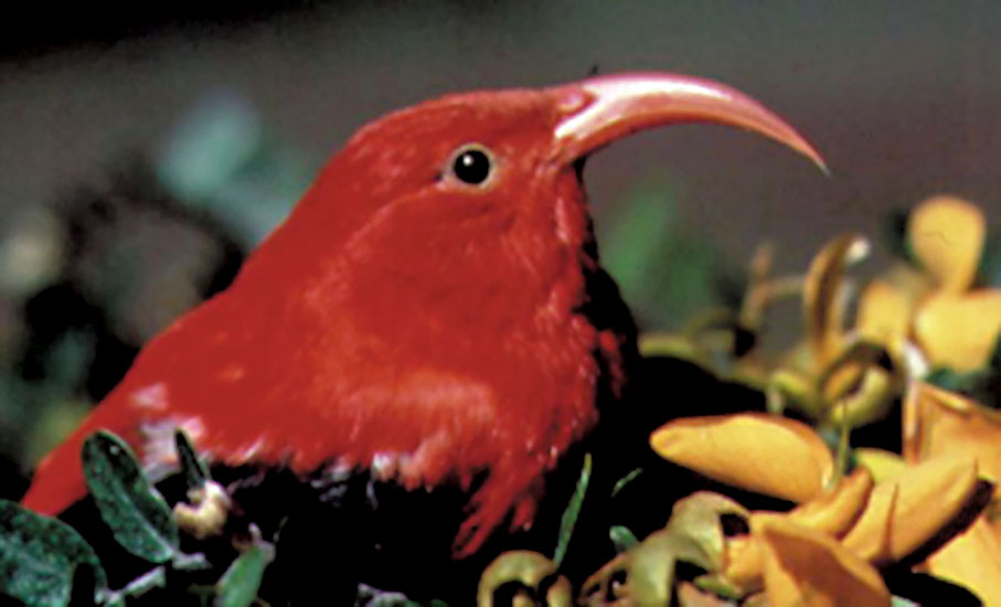 ◆夏威夷旋蜜雀在夏威夷演化出許多不同的品種。 網上圖片