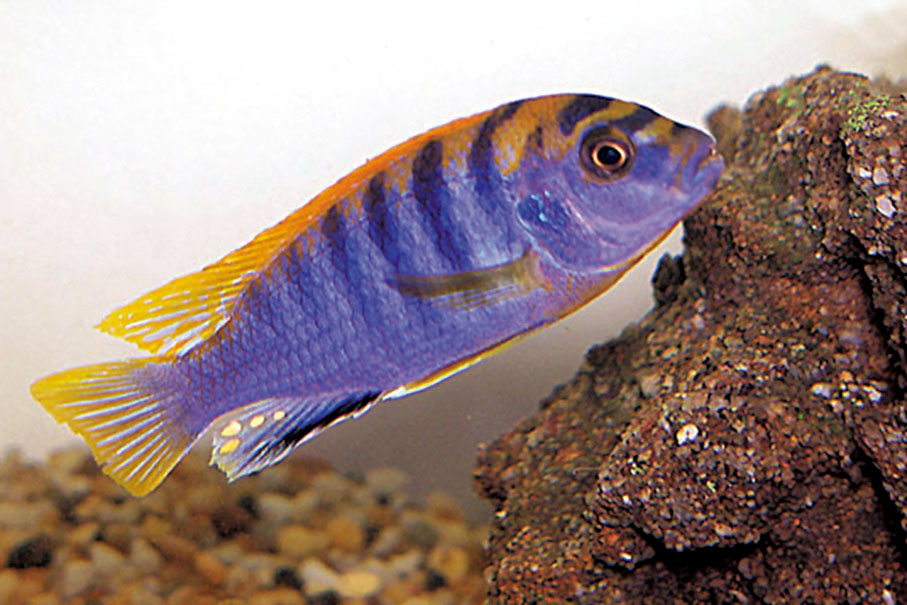 ◆維多利亞湖中生活了超過500種慈鯛魚。 網上圖片