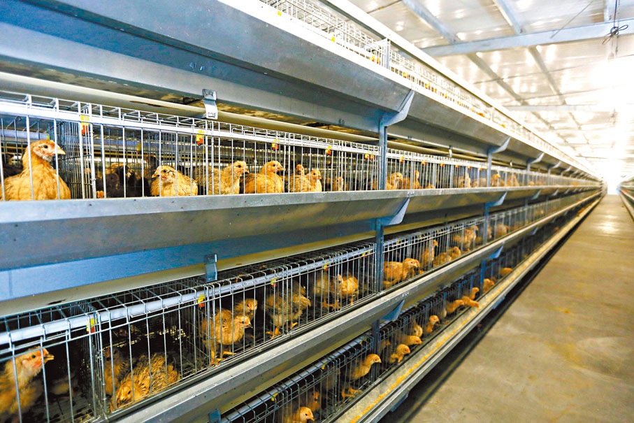 ◆香港唐順興集團在惠州的養殖場。