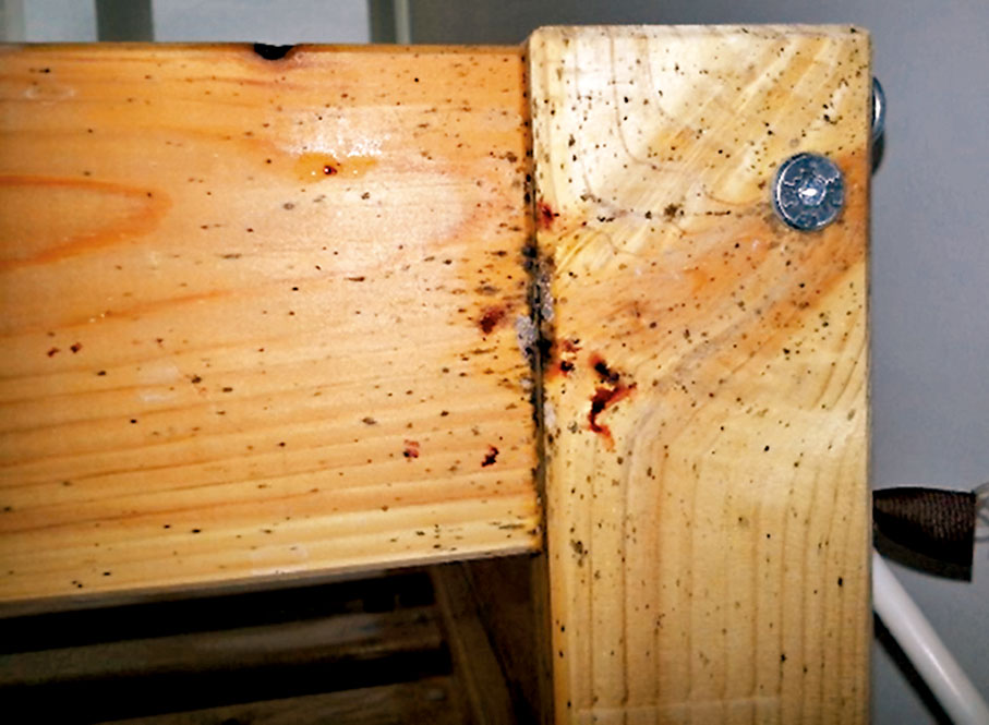 ◆床蝨氾濫後，在傢具和家居角落俱可發現密密麻麻的床蝨糞便和分泌物。