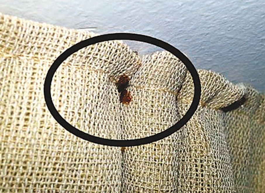 ◆床蝨於白天時，大都藏身在織物褶皺處。