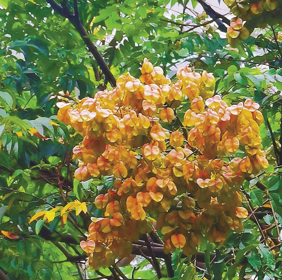 ◆膜質果皮漲大猶似小燈籠。