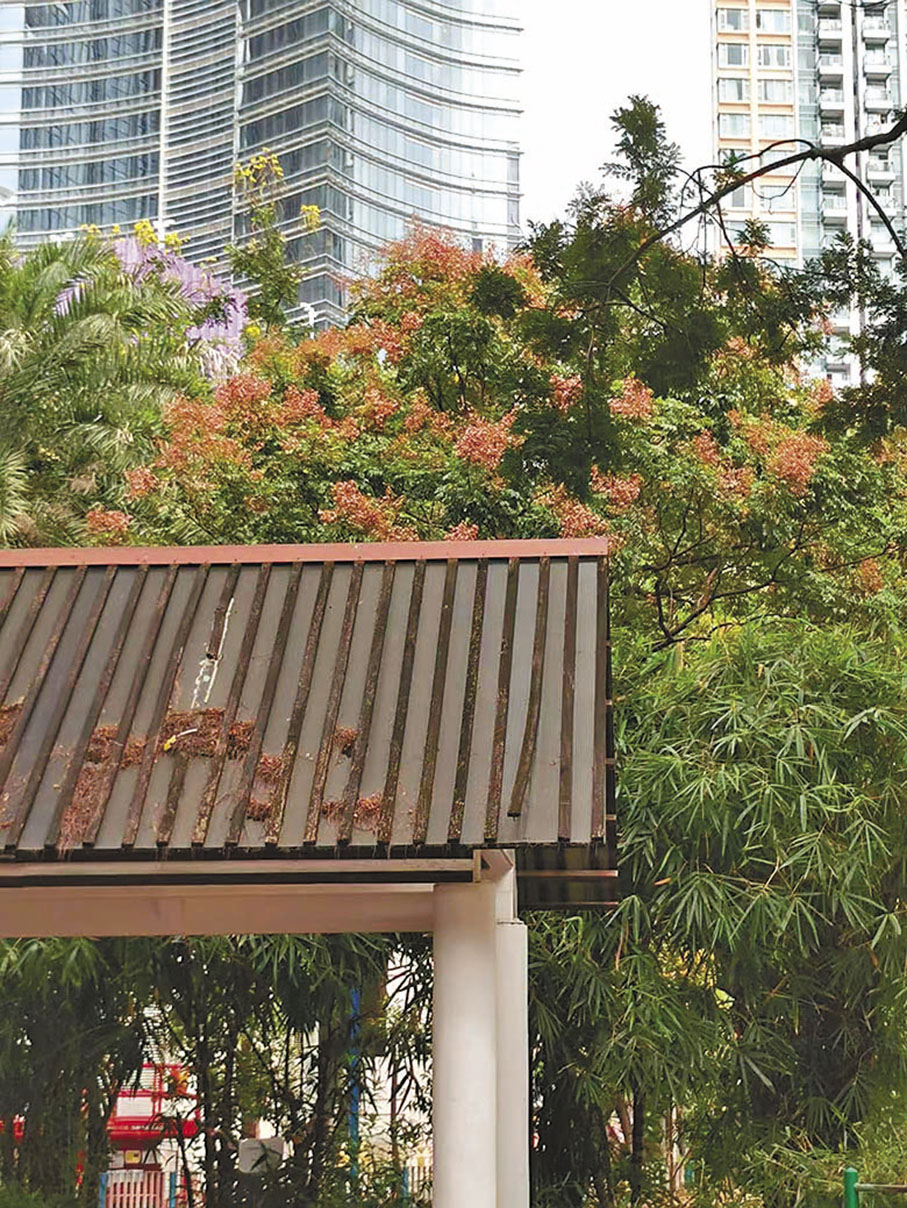 ◆踏入秋冬季，複羽葉欒樹由黃色漸變成橘紅色。