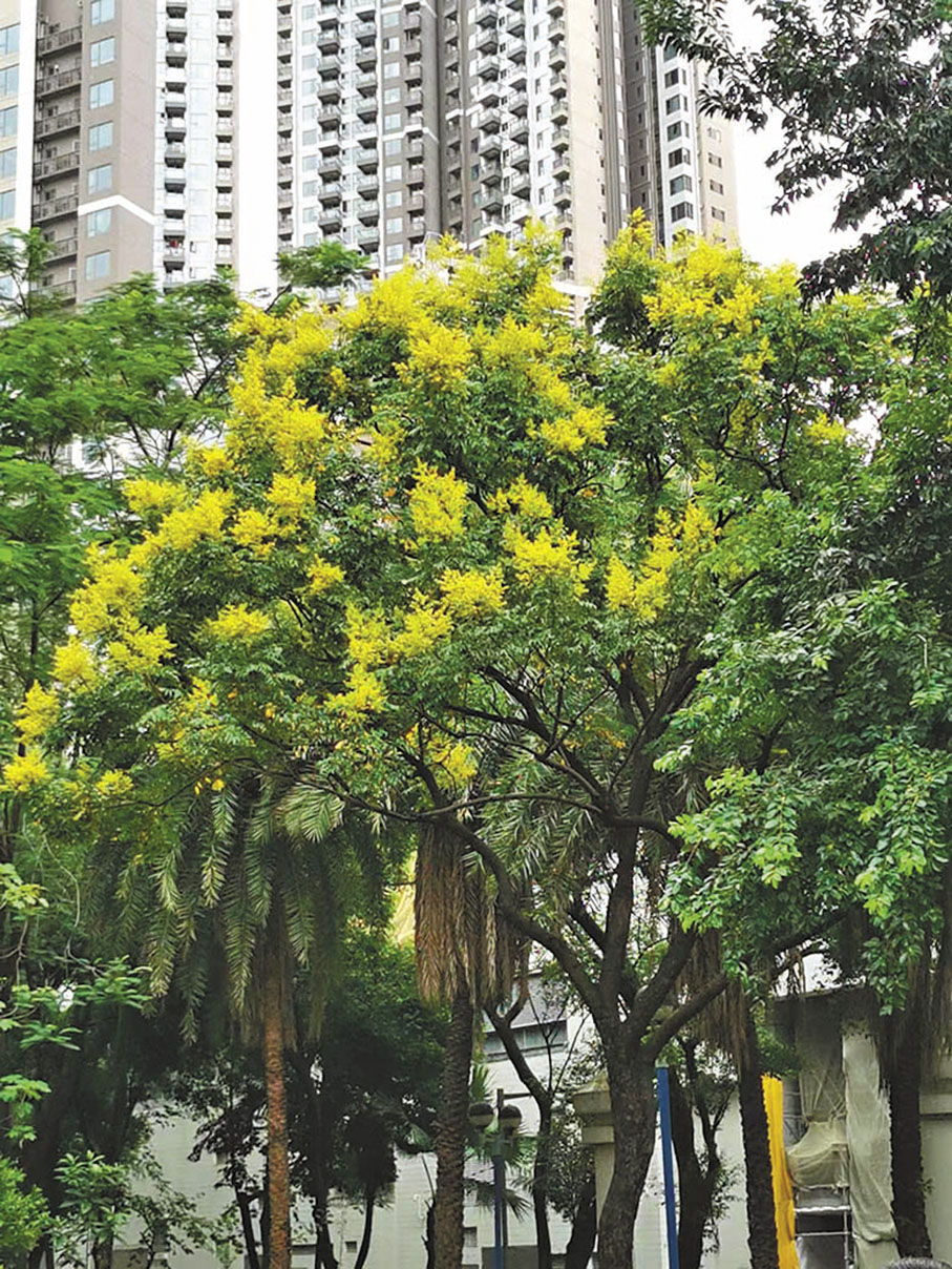 ◆開花期的複羽葉欒樹，鮮黃色小花掛滿樹冠。