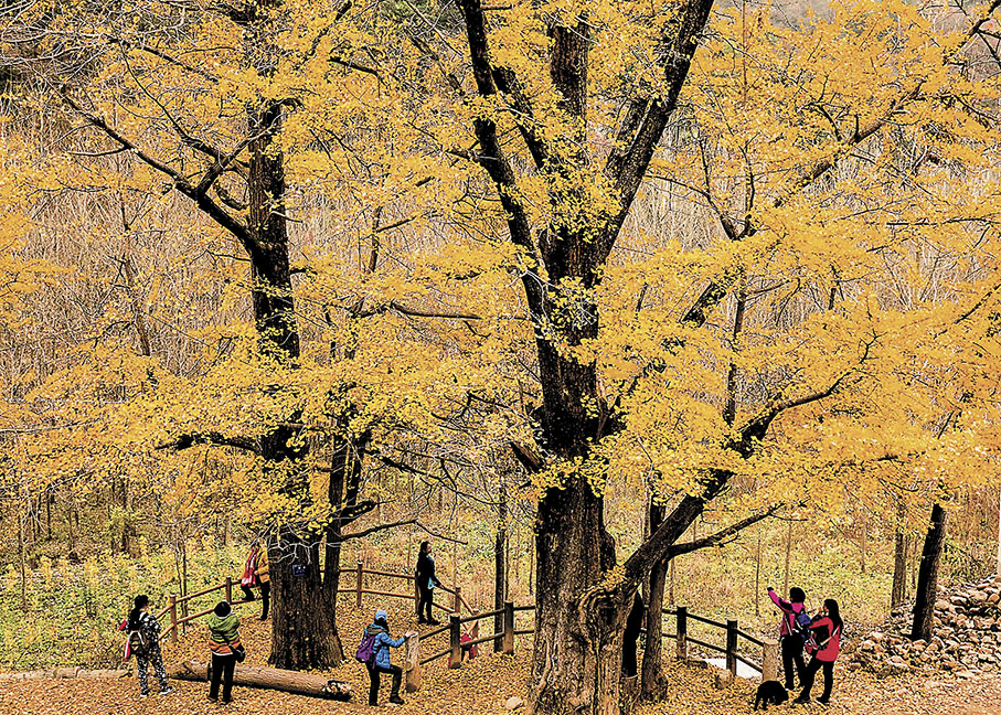 ◆眾多遊客到千年古銀杏林遊玩。