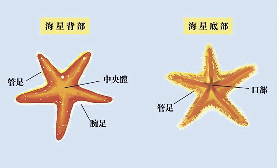 ◆ 海星的口部位於中央,再連接5隻觸手。 網上圖片