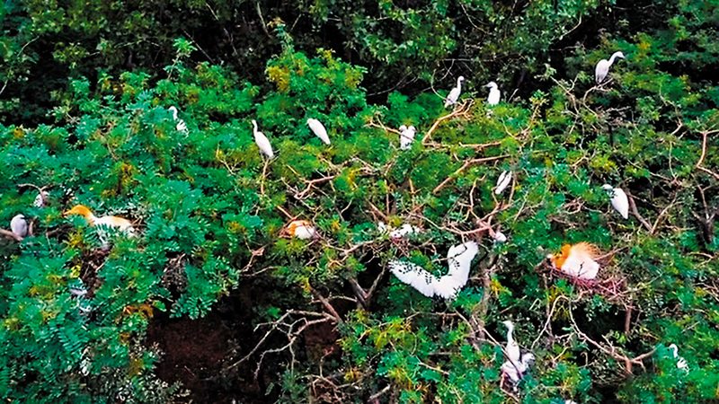 ◆山東菏澤曹縣張康村有成群白鷺蹁躚飛舞。