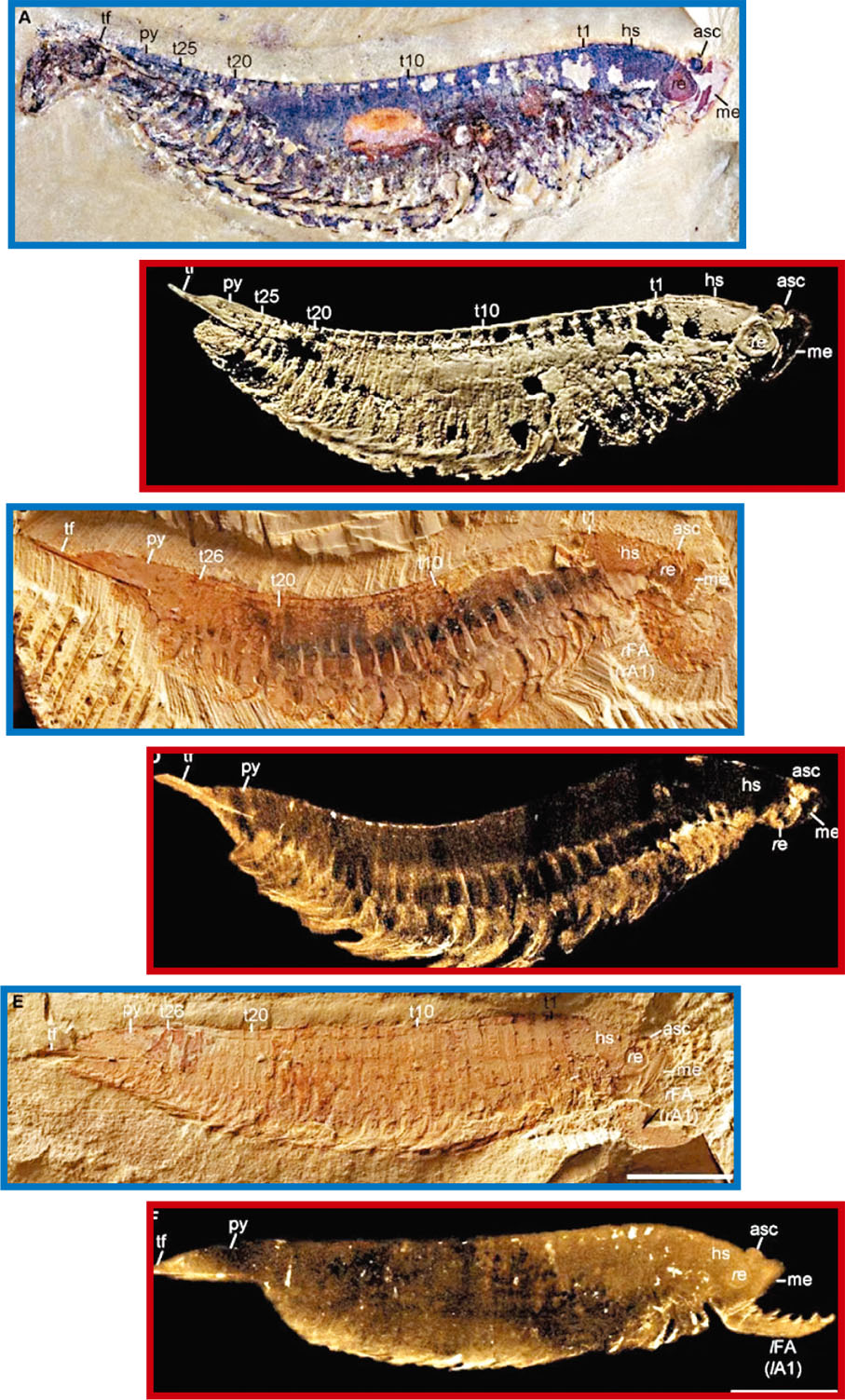◆化石傳統修復方式（藍框）與通過CT掃描到的圖像（紅框）對比。香港文匯報雲南傳真