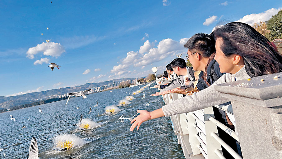 ◆港生在滇池體驗餵海鷗。香港文匯報記者譚旻煦  攝