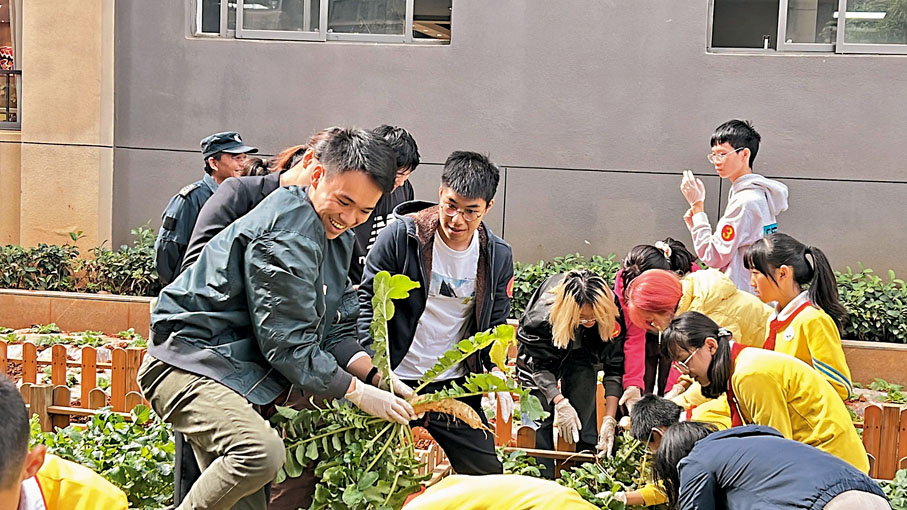 ◆香港大學生和雲南小學生在小學校園裏拔蘿蔔。香港文匯報記者譚旻煦 攝