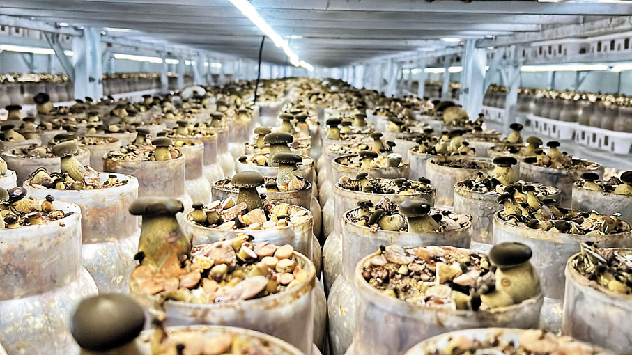 ◆成功馴化的人工黑牛肝菌在玻璃瓶中生長。香港文匯報記者譚旻煦  攝