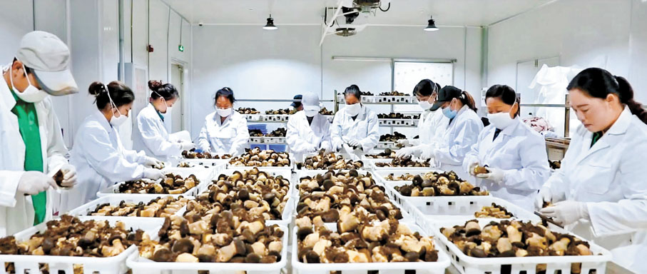 ◆人工黑牛肝菌全年穩定供應市場，遠銷海外，日產十餘噸仍供不應求。香港文匯報雲南傳真