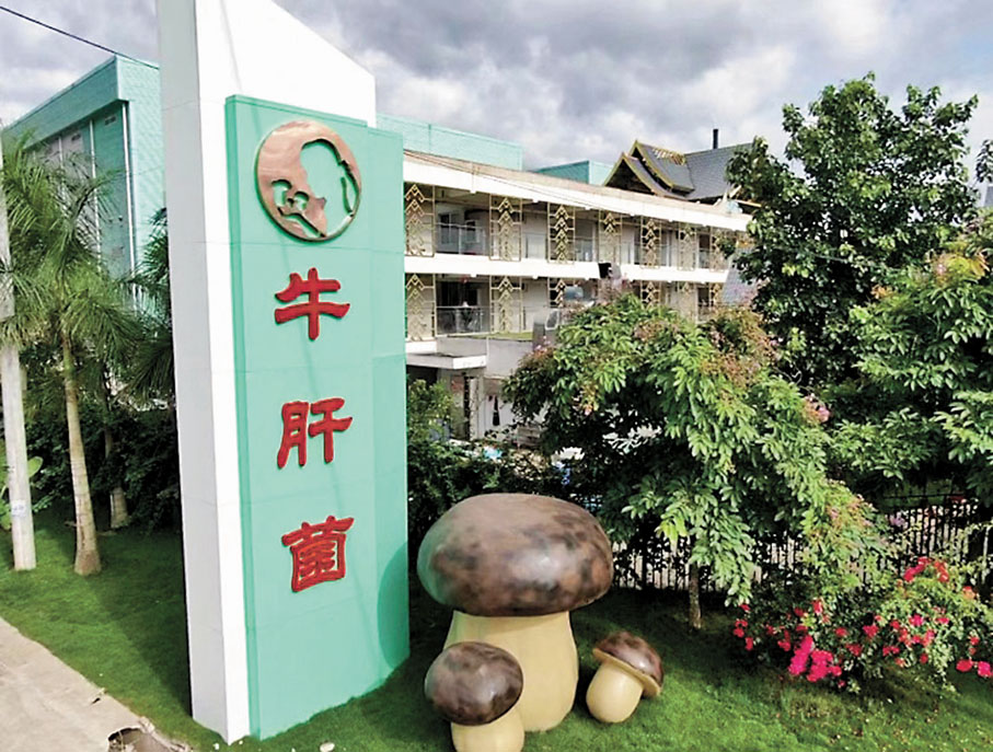 ◆宏臻菌業建成了全球唯一一家鮮牛肝菌菌種保藏及工廠化栽培研發、生產基地。香港文匯報雲南傳真