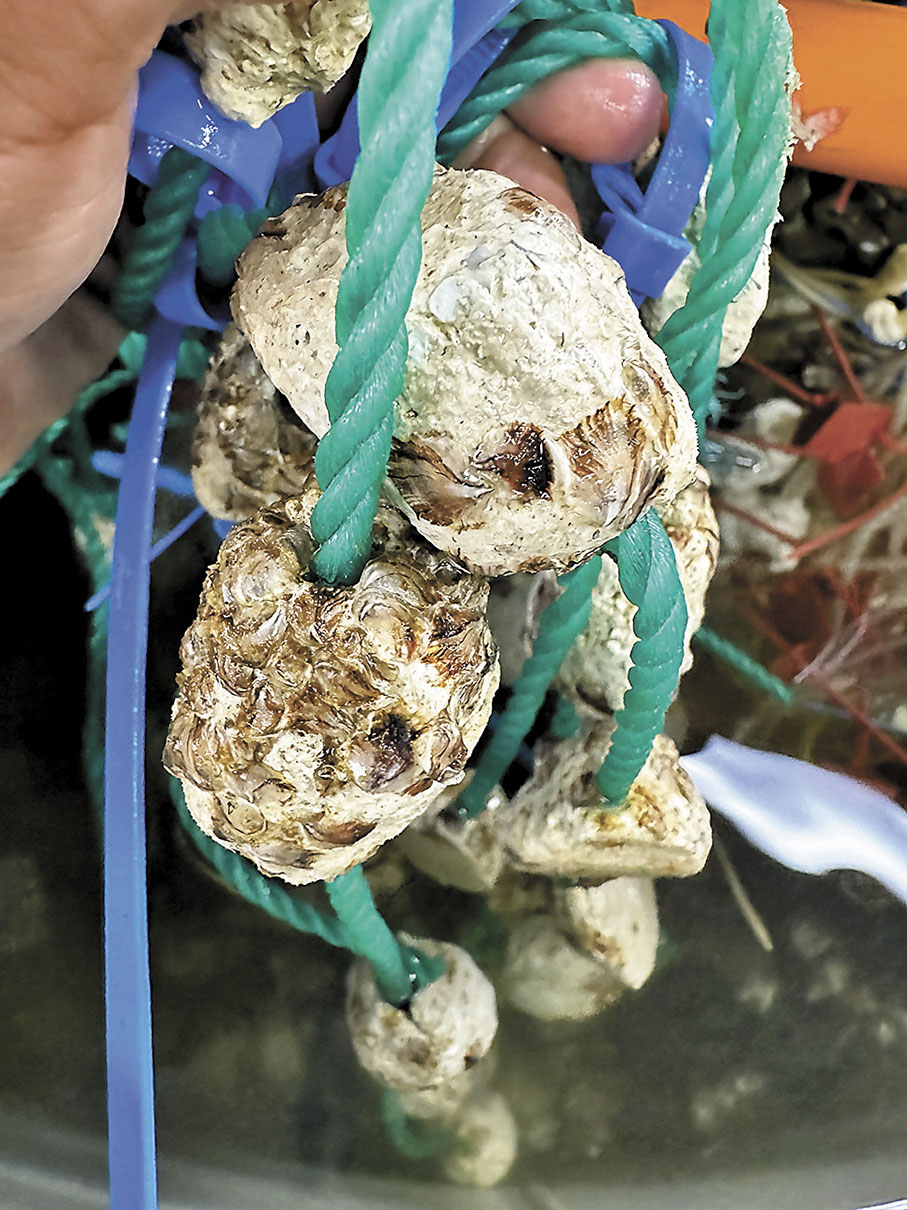 ◆香港蠔孵化場成功在本季生產了首批「三倍體蠔苗」。 港大供圖