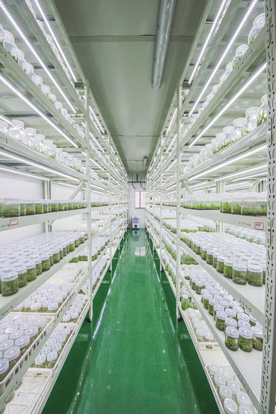 ◆ 圖為貴州種植基地。