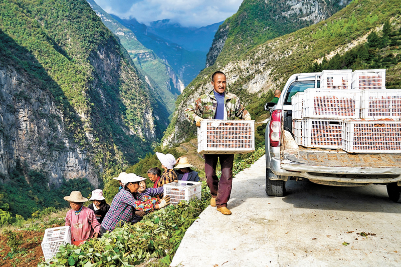◆下莊村村民合力將剛採收的紅薯裝車。