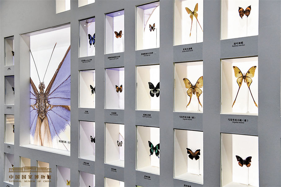 ◆展覽中展示的蝴蝶標本。