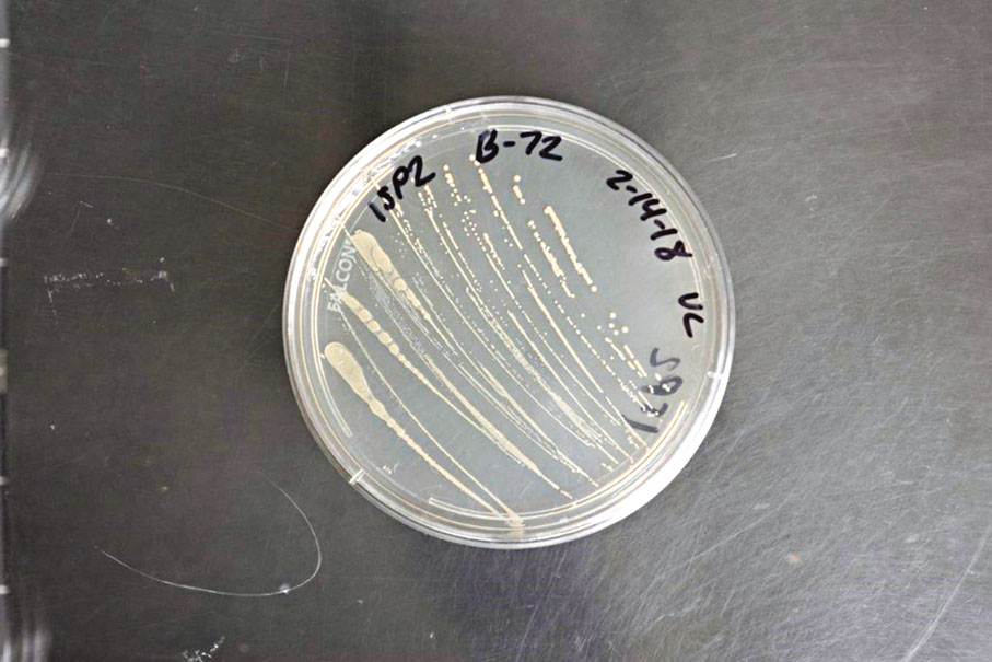 ◆氧化葡糖桿菌能夠分泌出葡萄糖酸，將金屬溶解出來。 網上圖片