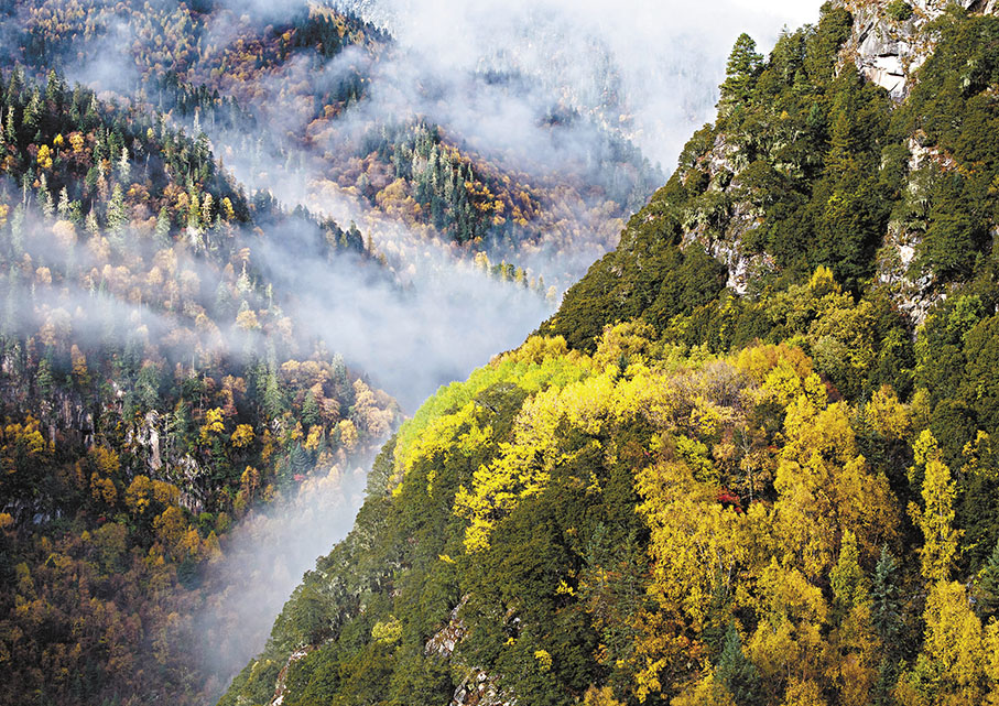 ◆川西黨嶺村的彩林一角。