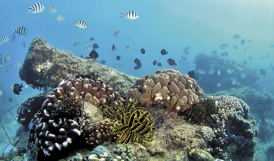 ◆ 珊瑚礁呈現出極高的生物多樣性，但其周圍卻沒有太大的溫度差異。 資料圖片