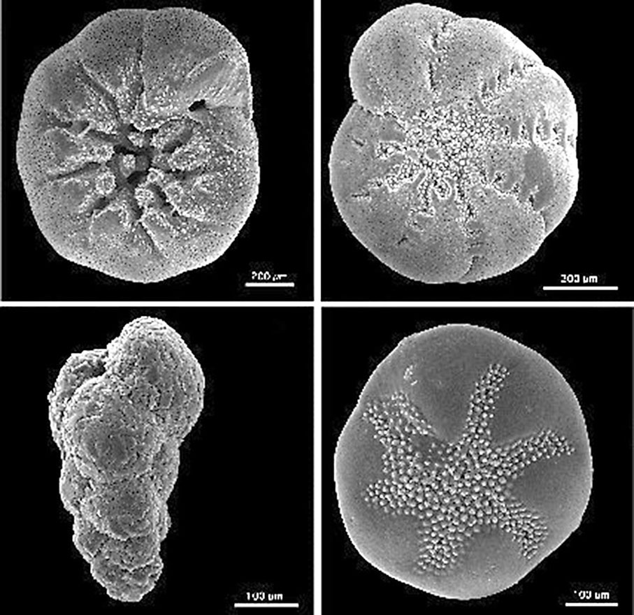 ◆ 有孔蟲是一種海洋中常見的浮游生物，大部分體型不大於1厘米。 網上圖片