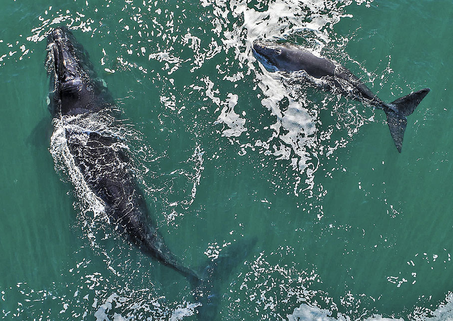 ◆ 溫度改變愈大，物種反而更加豐富。圖為隨溫暖洋流遷徙的南露脊鯨。 資料圖片