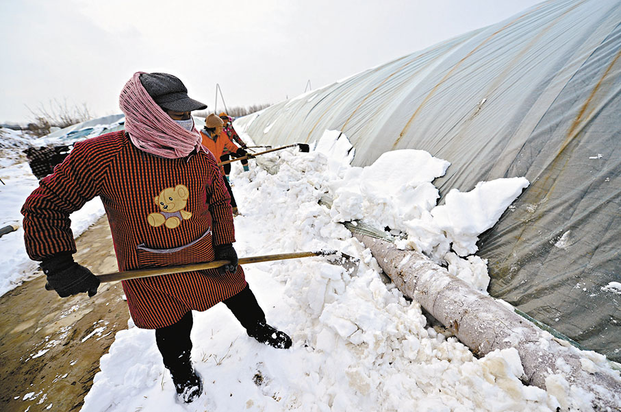 ◆12月11日，石家莊市欒城區崗頭村種植戶在清理大棚上的積雪。 新華社