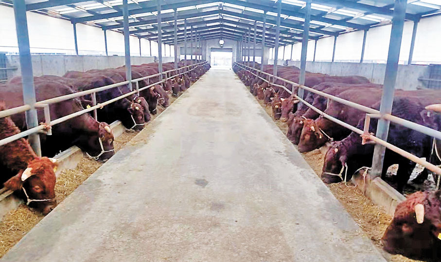 ◆陝甘供港活牛企業多措並舉，確保供港肉牛平穩、安全。 香港文匯報陝西傳真