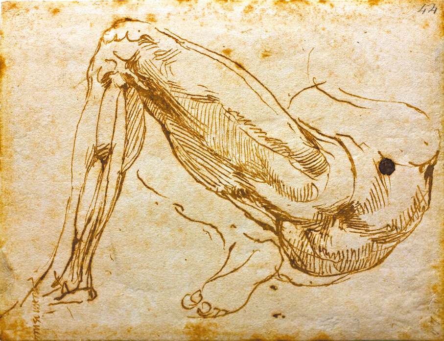 ◆米開朗基羅創作的人體素描《腿》