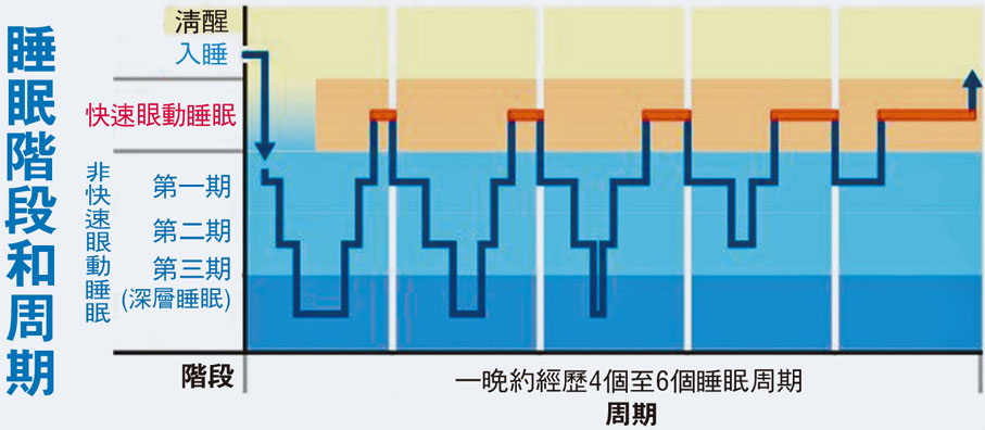 睡眠階段和周期