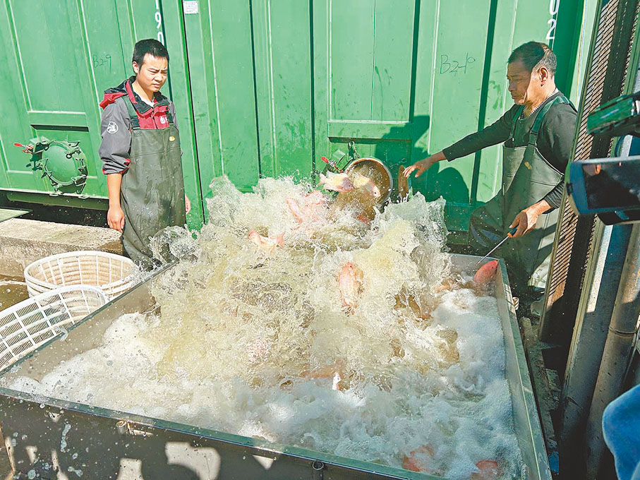 ◆ 圖為收穫期的魚直接從集裝箱養殖池裝箱。通過智能化供應鏈的新模式，大灣區的「綠色魚」輸送到北京，再配送到消費者手中時仍新鮮如初。 敖敏輝  攝