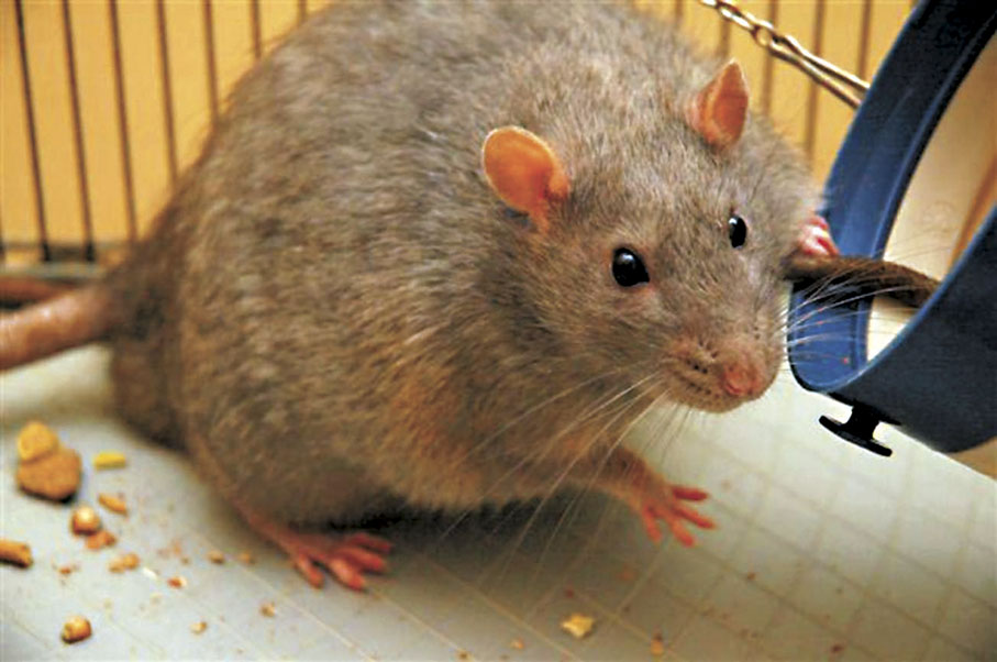 ◆  老鼠基因突變的頻率，差不多是人類的17倍。 網上圖片