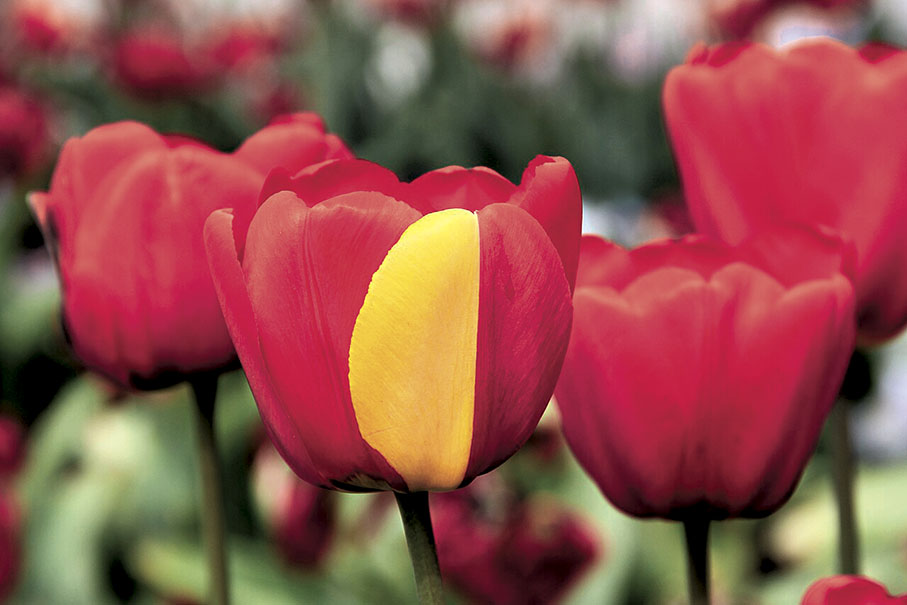 ◆  基因突變導致紅色鬱金香花朵中出現一片黃色的花瓣。 網上圖片
